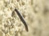 Coleophora sp.
